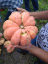 Acadêmicos de Agronomia do CNP participam de colheita de abóbora e melancia