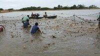 Alunos do IFRR participam de despesca em fazenda no Amajari