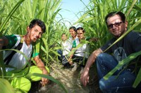BIOMASSA - Pesquisas no Campus Amajari buscam alternativa energética em Roraima