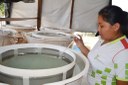 Curso de Aquicultura faz primeira reprodução de tambaqui no Campus Amajari Curso de Aquicultura faz primeira reprodução de tambaqui no Campus Amajari