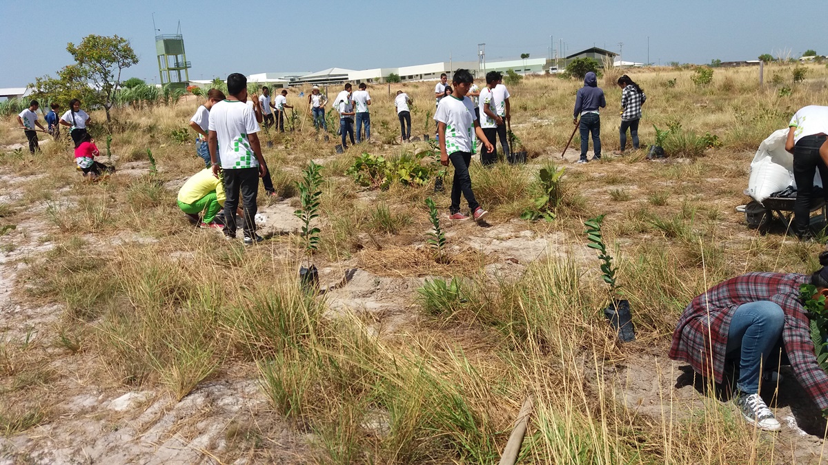 Setor de fruticultura implanta mais uma cultura