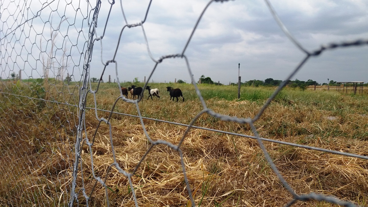 Implantada unidade de produção de pequenos ruminantes