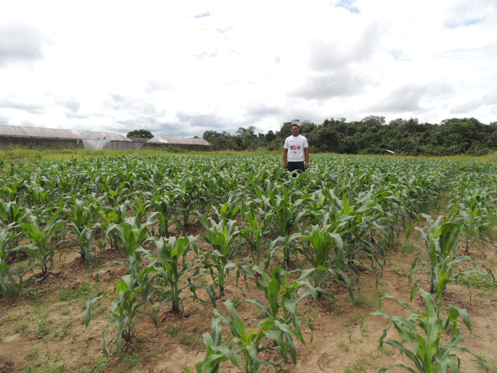 Campus Novo Paraíso realiza colheita de milho na segunda-feira, dia 17