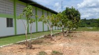 Técnicos do Novo Paraíso fazem remanejamento de árvores adultas